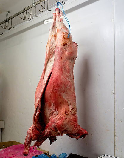 Whole sheep