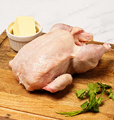 All Poultry